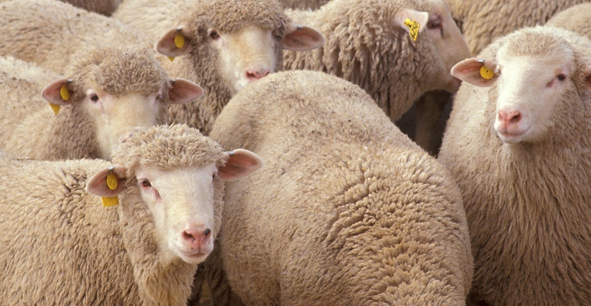 Close up of a flock of sheep in northern New York
