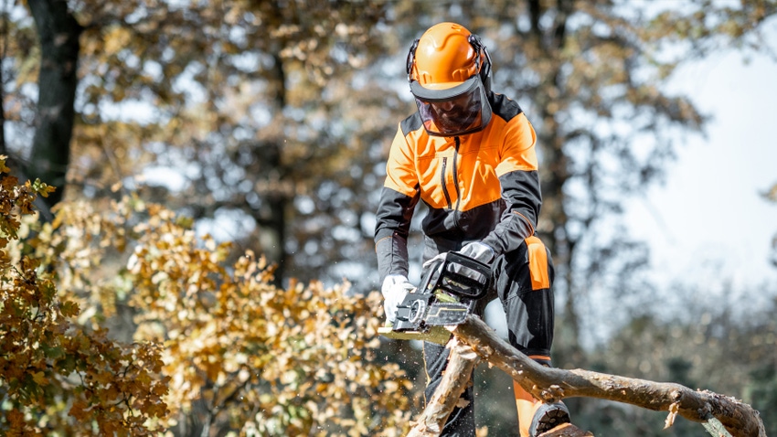 Lumberman cutting down trees in forest