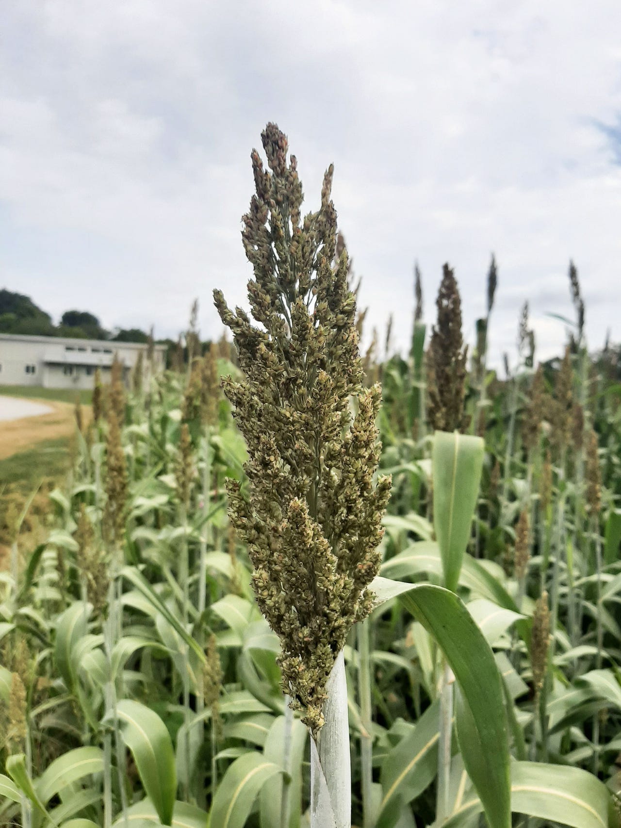 Close up of sorghum plant head
