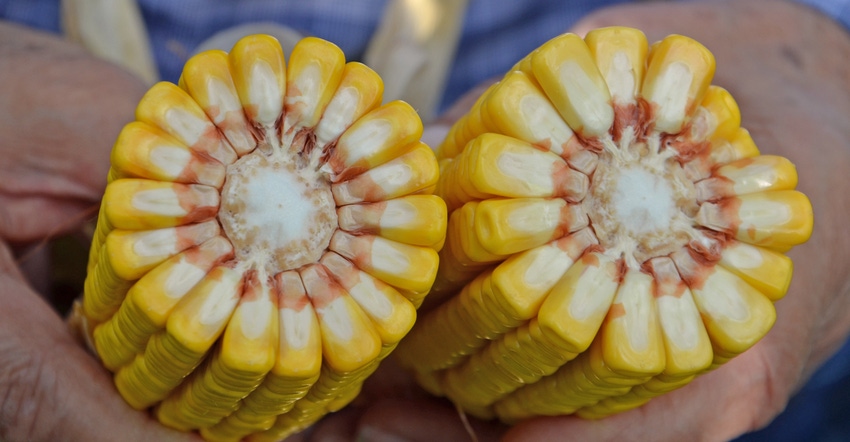 to ears of corn side by side