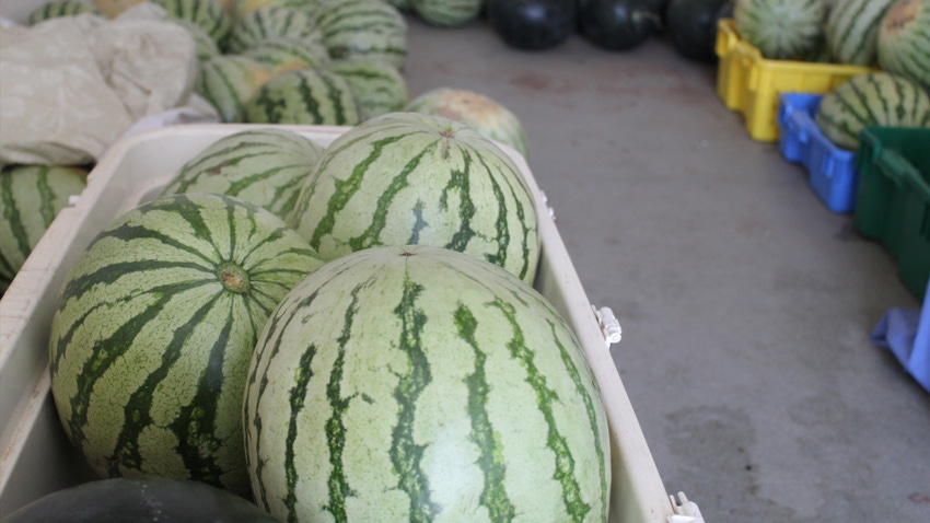 watermelons in crates