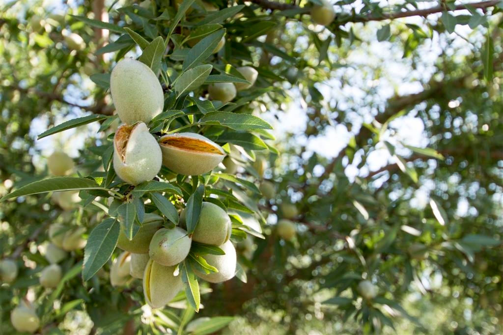 IPM methods can effectively control mites in almonds