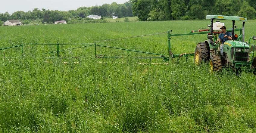  Steve Groff uses a weed wiper to clear cover crops from his corn field