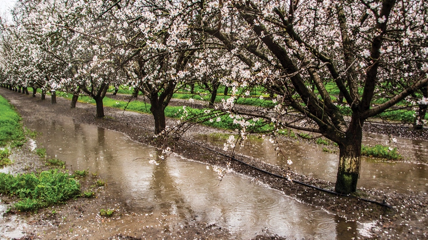 Rain saturates almond orchard Rain saturates almond orchard