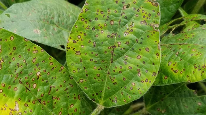 frogeye leaf spot lesions on soybean leaves