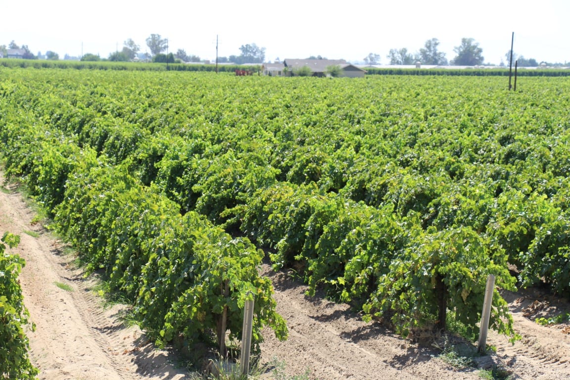 Sun Rype Raisin Sunpreme raisin grape could help save California raisin industry