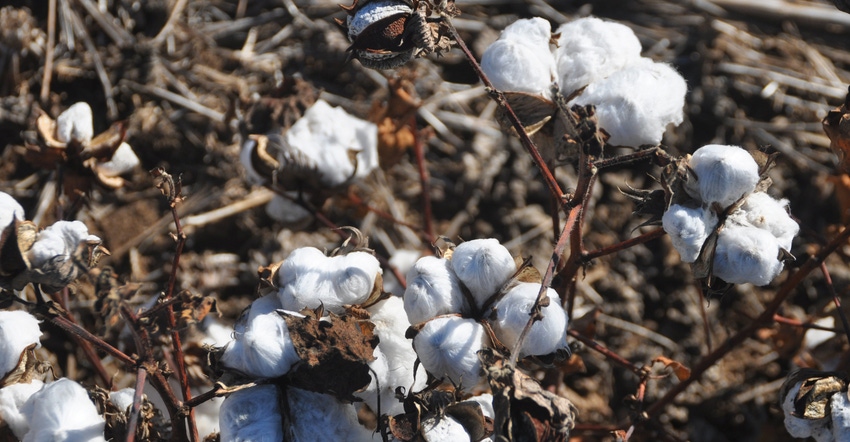 Close-up of cotton