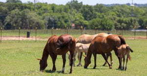 todd-johnson-osu-foals-horses.jpg