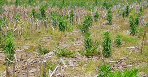 field of weeds and corn residue