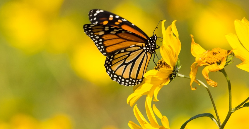 monarch butterly on yellow flower