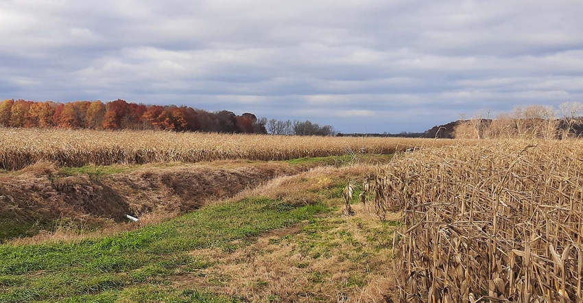 Farm field scene with standing corn
