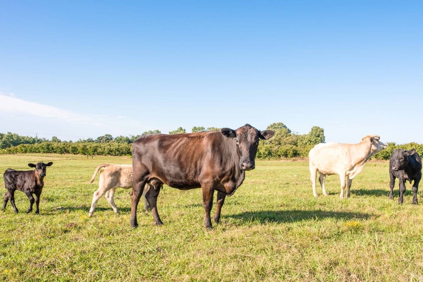 7-15-21 skinny cattle.jpg 7-15-21 skinny cattle.jpg
