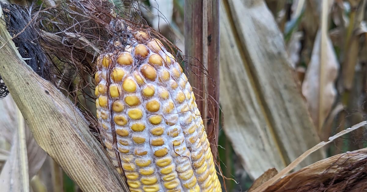 Cattle Ear Rot How to control ear rot