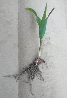 Corn seedling with roots