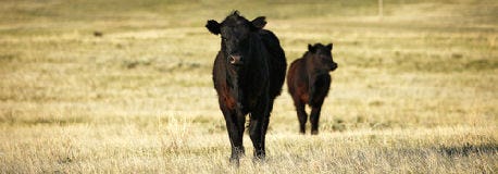 cattlemens_association_nominates_new_officers_1_635491547176524000.jpg