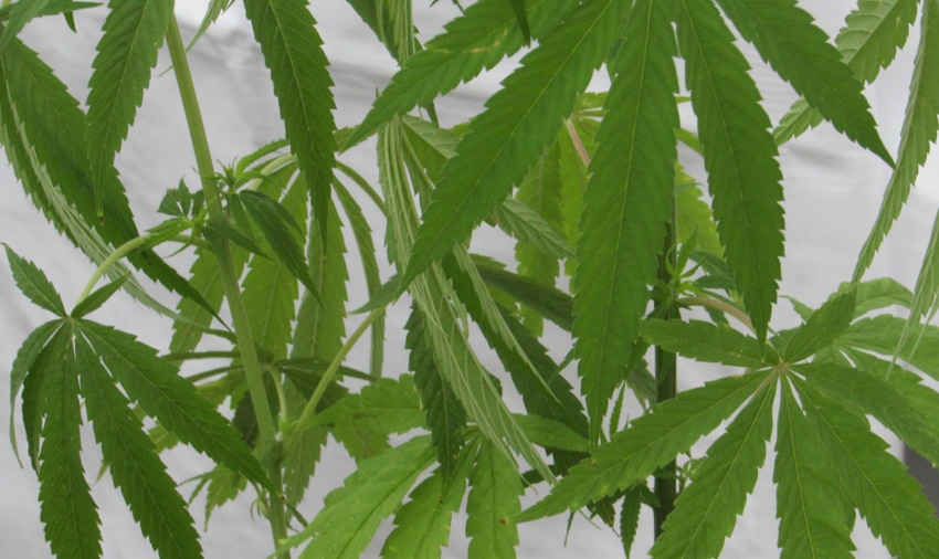 WFP-tim-hearden-hemp (2).jpg WFP-tim-hearden-hemp (2).jpg
