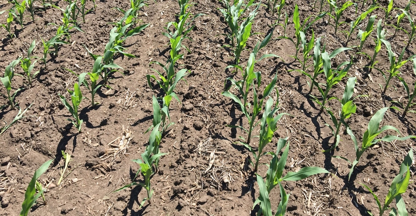 View of rows of young corn in the field