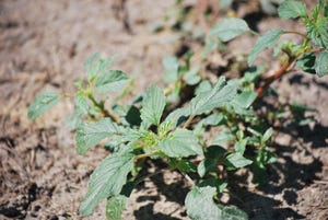 brad-haire-pigweed-cotton-middle-GA-a.JPG