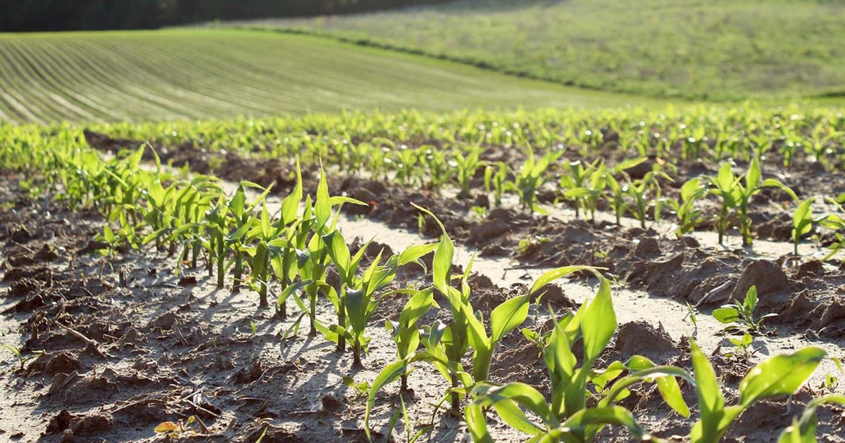 Crop progress: Corn quality takes a big hit