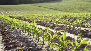 Corn field of young corn