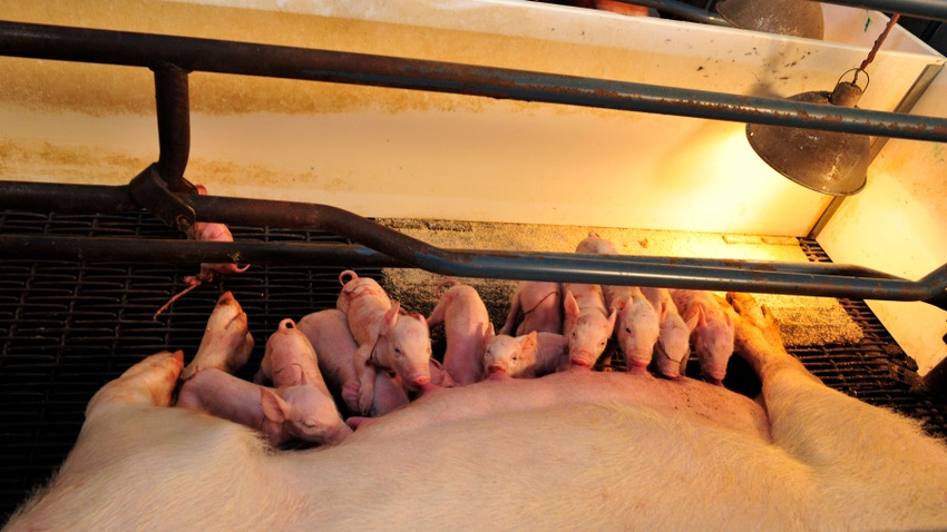 Piglets suckling at sow Piglets suckling at sow