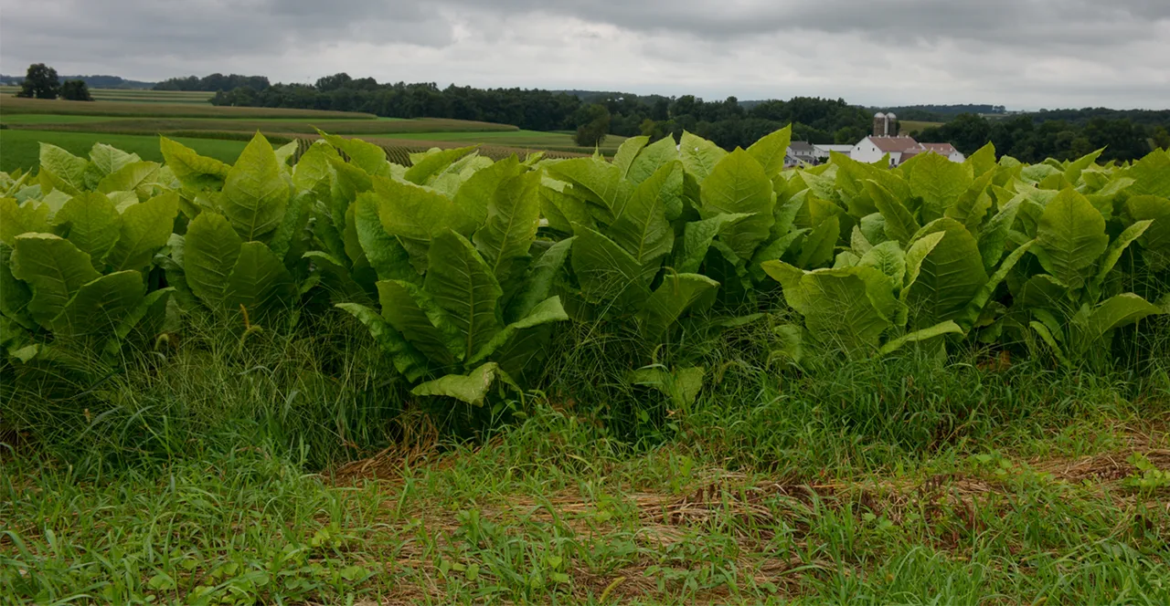 tobacco fields delaware THE BEST 5 Shops in (Updated July 2026) Made in the shade: CT