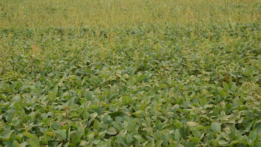 A field with waterhemp