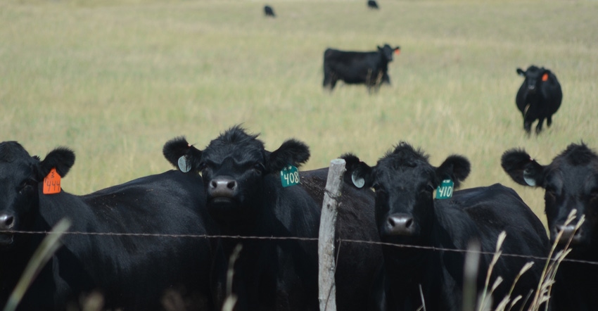 close up of cattle in field