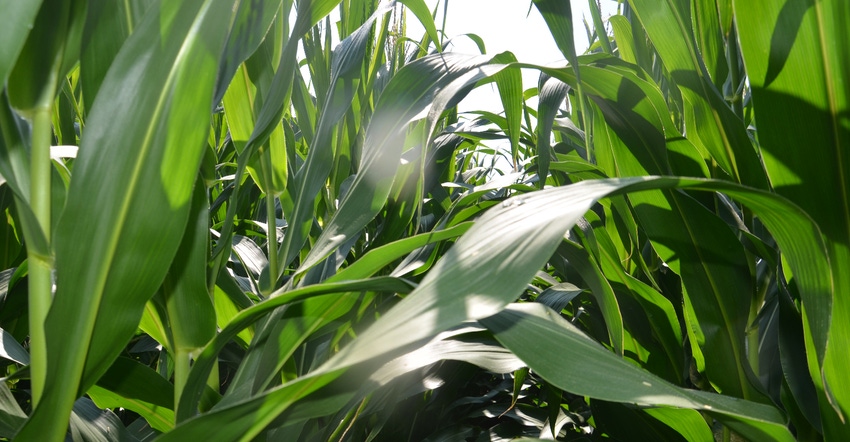 green, healthy corn plants in the field