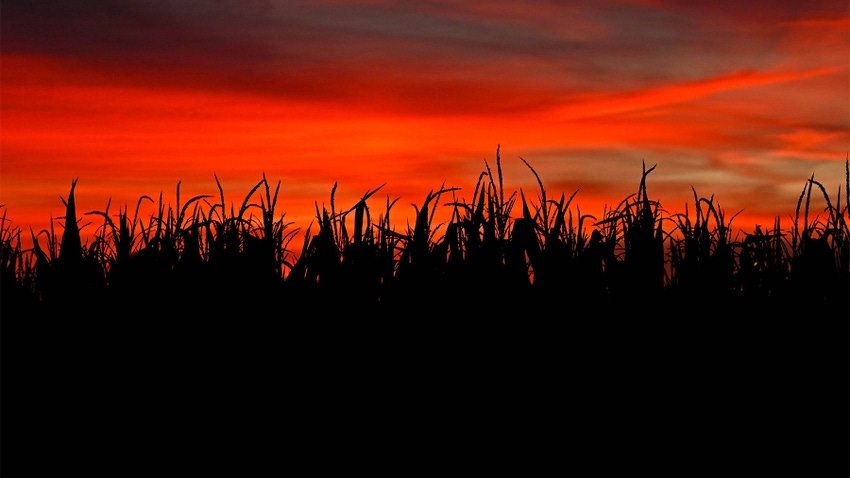 A red sunrise above a cornfield silhouette