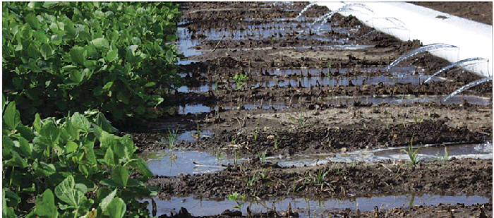 Poly-irrigationMiss.-State-photo_0.gif