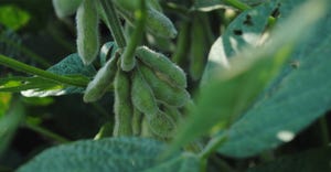 Soybean pods