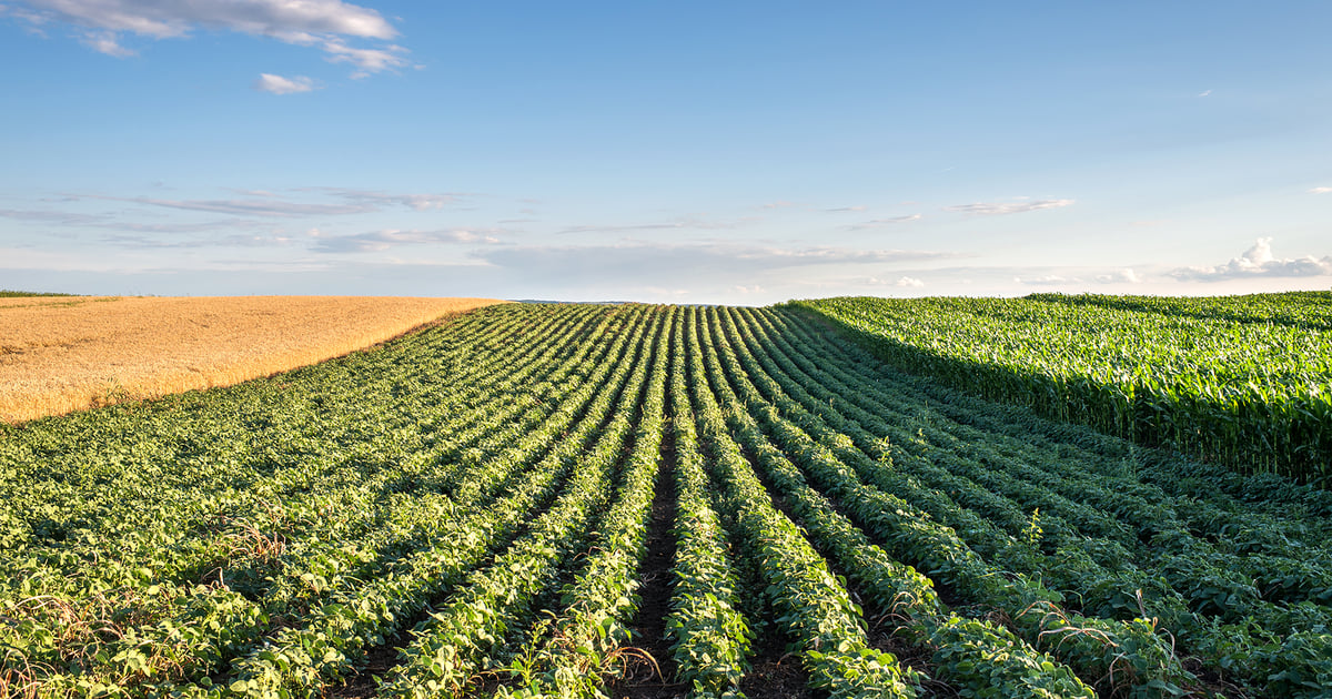 USDA June report: Corn, soybean acres down, wheat plantings up