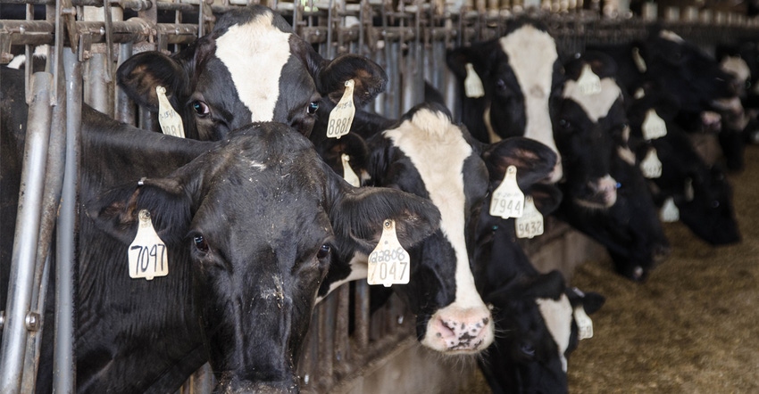 Dairy cows at feeder