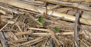 tiny soybean seedlings in no-till feed with slug-feeding damage