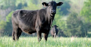 UArk-FMiller-Beef-Cattle.jpg
