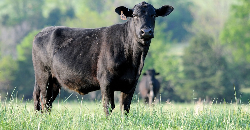 UArk-FMiller-Beef-Cattle.jpg UArk-FMiller-Beef-Cattle.jpg