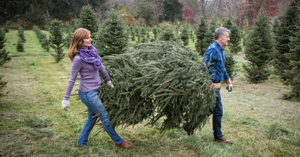How to care for real Christmas tree