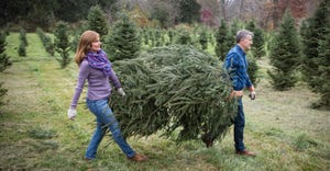 Man and woman carrying a christmas tree at a tree farm