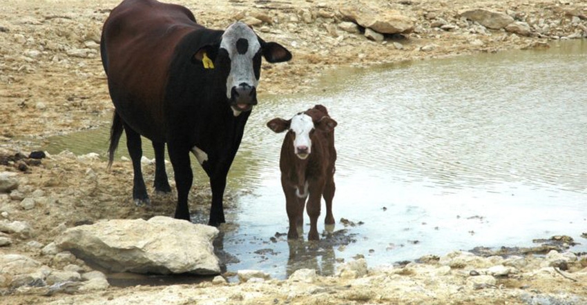 extension-texas-cattle-drought.jpg