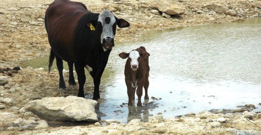 extension-texas-cattle-drought.jpg extension-texas-cattle-drought.jpg