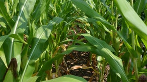 A view between two corn rows in a field with yellowing leaves