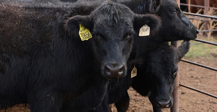 todd-johnson-osu-20_oqbn_cherokee-cattle1170.jpg todd-johnson-osu-20_oqbn_cherokee-cattle1170.jpg
