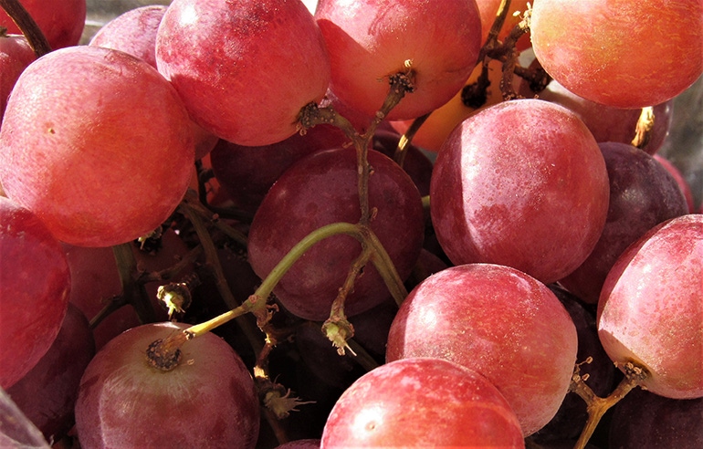 GL1024-tim-hearden-grape-crop_BT_Edits.JPG GL1024-tim-hearden-grape-crop_BT_Edits.JPG