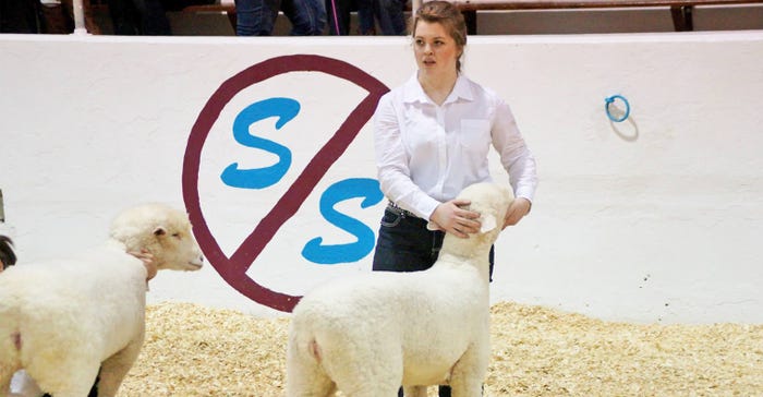 The 89th Little I show, the one and only time Sarah McNaughton ever showed sheep.