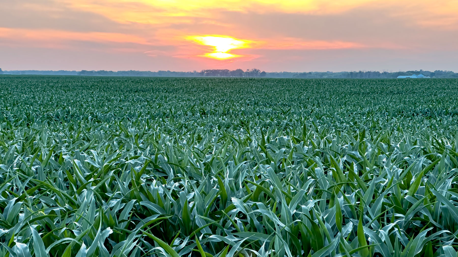 How Iowa corn powers ethanol, livestock and myriad industries