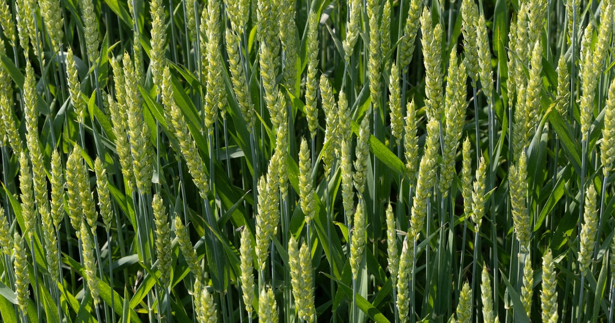 Why winter wheat deserves a second look in Iowa