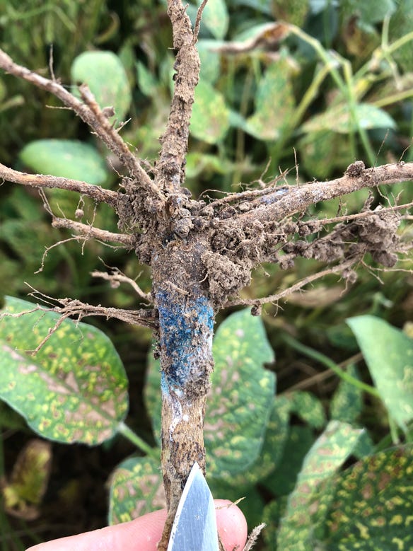 soybean plant shows sign of blue mold associated with Sudden Death Syndrome