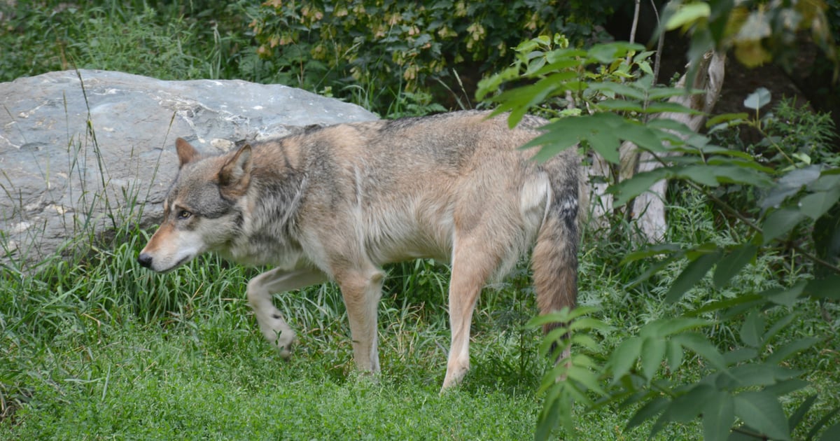 Gray wolf confirmed in Nebraska