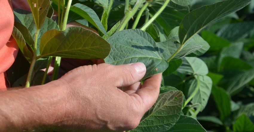 disease lesion on soybean plant